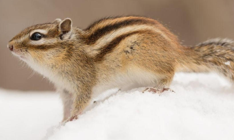 上川岛好茶有限公司轮播图4