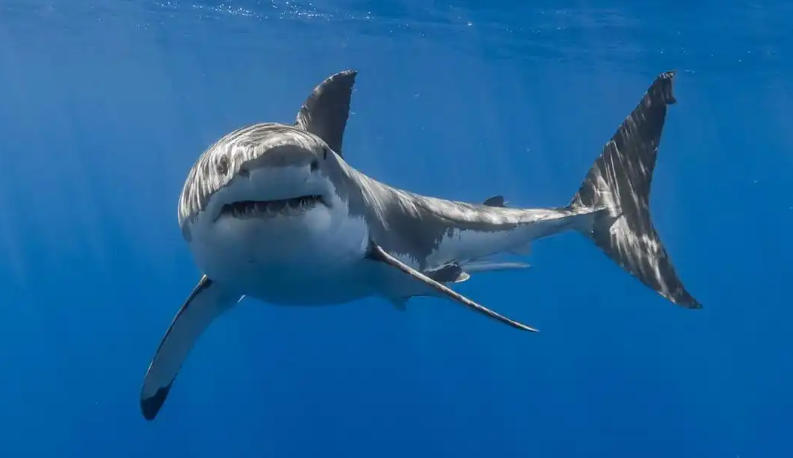 上川岛好茶有限公司轮播图1