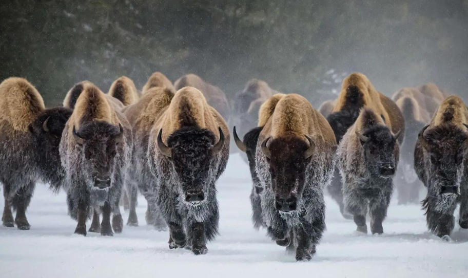 上川岛好茶有限公司轮播图4